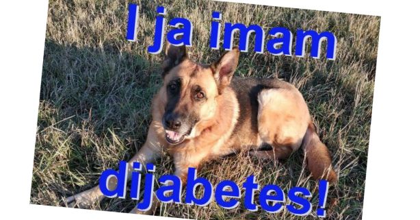 Sve za jednog psa… I njegov dijabetes