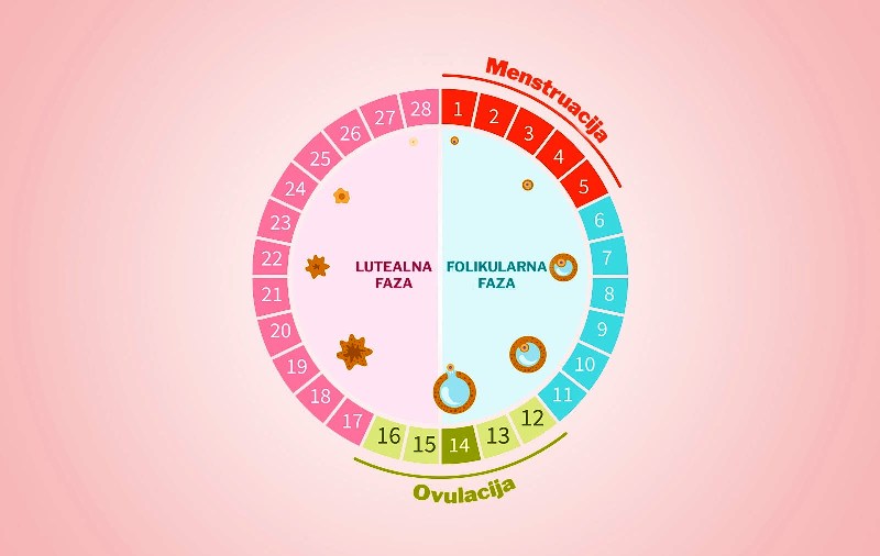 Menstrualni ciklus